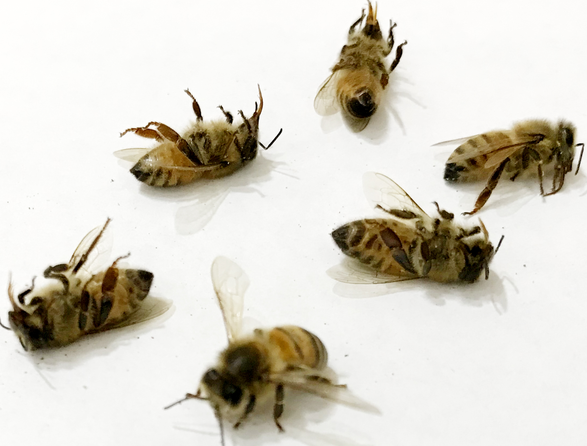 Пчелы гибнут. Мертвая пчела. Вымирание пчел. Исчезновение пчел.