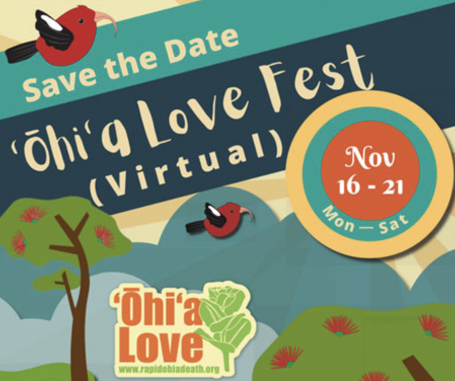 ʻŌhiʻa Love Festival Goes Virtual Hawaii News and Island Information