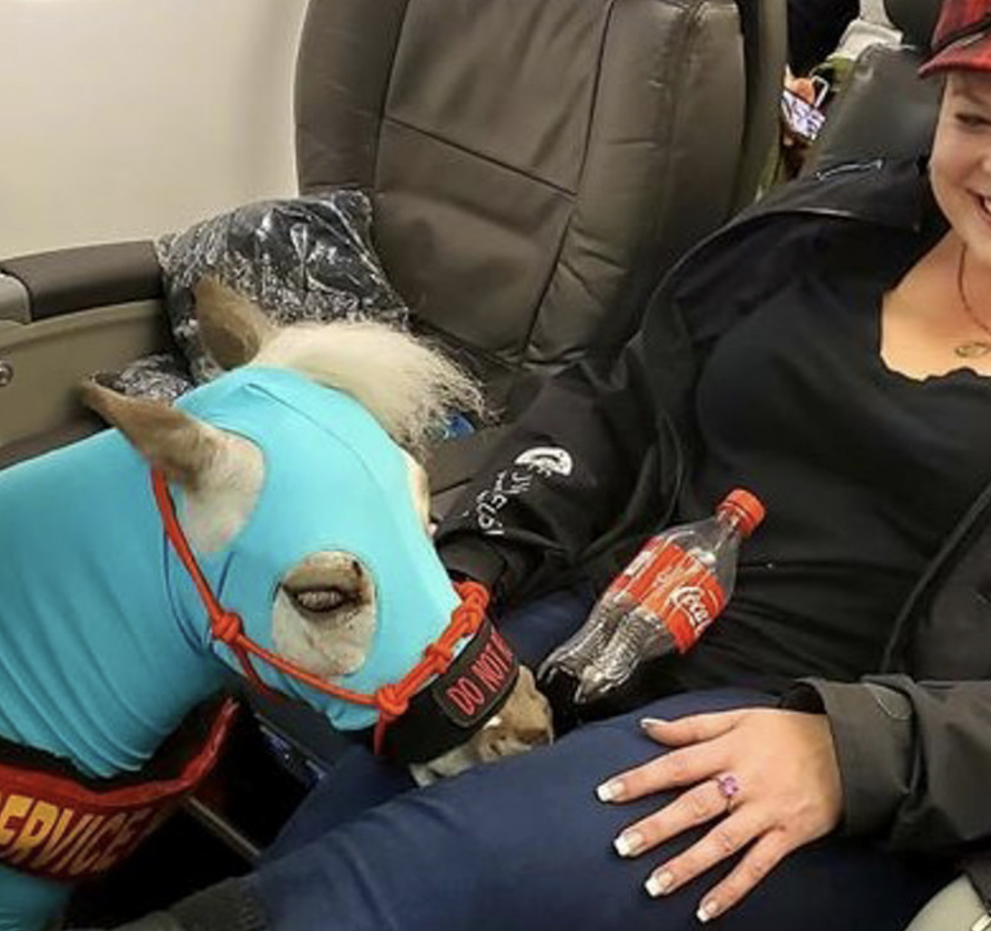 Southwest Revises Policies for Emotional Support Animals Hawaii News